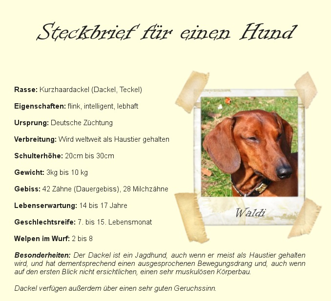 Steckbrief am Beispiel eines Hundes